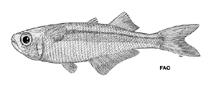 To FishBase images (<i>Atherinella nocturna</i>, by FAO)