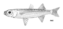 To FishBase images (<i>Atherinomorus regina</i>, by FAO)