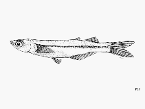 To FishBase images (<i>Atherinella serrivomer</i>, by FAO)