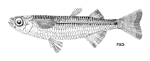 To FishBase images (<i>Atherinomorus ogilbyi</i>, by FAO)