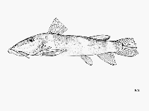To FishBase images (<i>Atopochilus vogti</i>, Tanzania, by FAO)