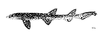 To FishBase images (<i>Aulohalaelurus kanakorum</i>, by FAO)