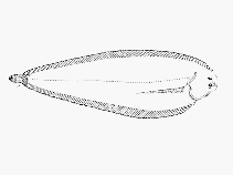 To FishBase images (<i>Austroglossus pectoralis</i>, South Africa, by SFSA)