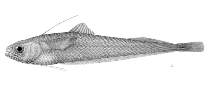 To FishBase images (<i>Auchenoceros punctatus</i>, by Welter-Schultes, F.)