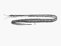 To FishBase images (<i>Avocettina paucipora</i>, by SFSA)