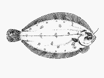 Image of Azygopus pinnifasciatus (Banded-fin flounder)