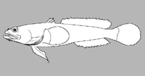 Image of Batrachomoeus rubricephalus (Pinkhead frogfish)