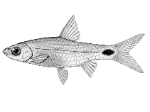 Image of Enteromius afrovernayi (Spottail barb)