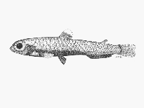 To FishBase images (<i>Bathylagus antarcticus</i>, by SFSA)