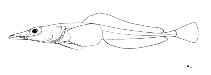 Image of Bathydraco antarcticus 