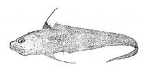 To FishBase images (<i>Bathygadus antrodes</i>, by Yang, N.-S.)