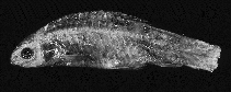 Image of Enteromius brachygramma (Linespotted ufipa barb)