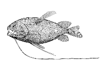 To FishBase images (<i>Bathophilus brevis</i>, Cape Verde, by Reiner, F.)