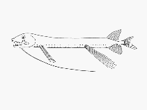To FishBase images (<i>Bathophilus digitatus</i>, by SFSA)