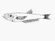 Image of Neobathyclupea elongata (Slender (southern) deepsea herring)
