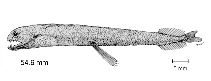 To FishBase images (<i>Bathophilus filifer</i>, Colombia, by Beltrán-León, B.S./Raul Ríos Herrera)