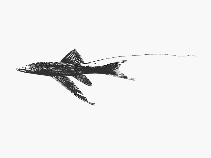 To FishBase images (<i>Bathypterois filiferus</i>, by SFSA)