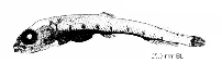 To FishBase images (<i>Bathylagus gracilis</i>, by Olivar, M.P. et. al.)