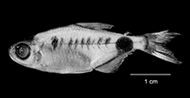 To FishBase images (<i>Bathyaethiops greeni</i>, Congo Dem Rp, by Mamonekene, V.)