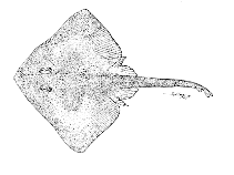 Image of Bathyraja griseocauda (Graytail skate)