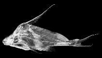 To FishBase images (<i>Bagrichthys hypselopterus</i>, Indonesia, by Roberts, T.R.)