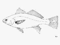 To FishBase images (<i>Bairdiella incistia</i>, by FAO)