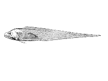 To FishBase images (<i>Bathyonus laticeps</i>, Cape Verde, by Reiner, F.)