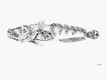 Image of Batrachoides liberiensis (Hairy toadfish)