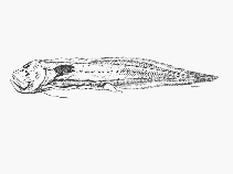 To FishBase images (<i>Barathronus maculatus</i>, by SFSA)