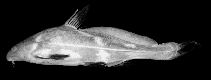 To FishBase images (<i>Bagrichthys macropterus</i>, Indonesia, by Roberts, T.R.)
