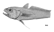 To FishBase images (<i>Bathygadus macrops</i>, by FAO)