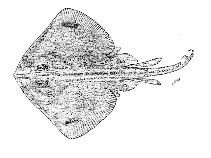 To FishBase images (<i>Bathyraja magellanica</i>, by Lloris, D.)