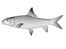 Image of Labeobarbus marequensis (Largescale yellowfish)