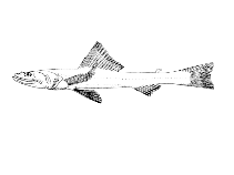 To FishBase images (<i>Bathysaurus mollis</i>, Cape Verde, by Reiner, F.)