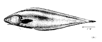 To FishBase images (<i>Barathrodemus nasutus</i>, by FAO)