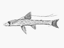 To FishBase images (<i>Bathypterois perceptor</i>, by SFSA)