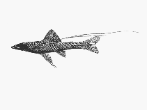 To FishBase images (<i>Bathypterois phenax</i>, by SFSA)