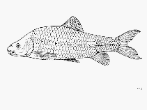 Image of Labeobarbus platyrhinus 