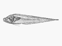 To FishBase images (<i>Bassozetus robustus</i>, by SFSA)