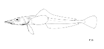To FishBase images (<i>Bathydraco scotiae</i>, by FAO)