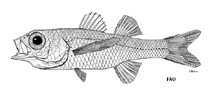To FishBase images (<i>Bathysphyraenops simplex</i>, by FAO)