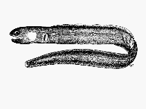 To FishBase images (<i>Bathymyrus smithi</i>, by SFSA)