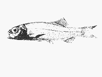 To FishBase images (<i>Bathytroctes squamosus</i>, by SFSA)