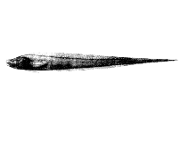 To FishBase images (<i>Bassozetus taenia</i>, Cape Verde, by Reiner, F.)