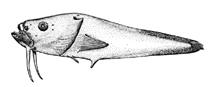 To FishBase images (<i>Bathylutichthys taranetzi</i>, S. Georg. Sandw., by Voskoboinikova, O.)