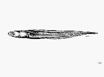 Image of Bathycongrus varidens (Largehead conger)
