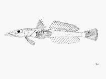 To FishBase images (<i>Bembrops greyi</i>, by FAO)