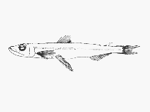 To FishBase images (<i>Benthalbella infans</i>, by SFSA)