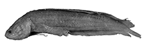 To FishBase images (<i>Beaglichthys larsonae</i>, Australia, by W. Schwarzhans & P. R. Møller)