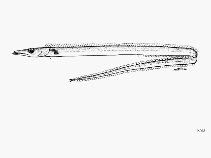 To FishBase images (<i>Benthodesmus neglectus</i>, by FAO)